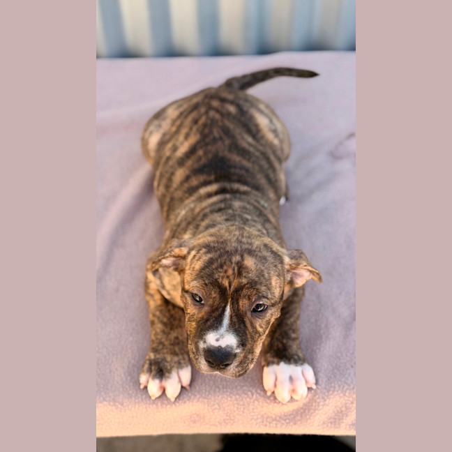 Photo of Gidget