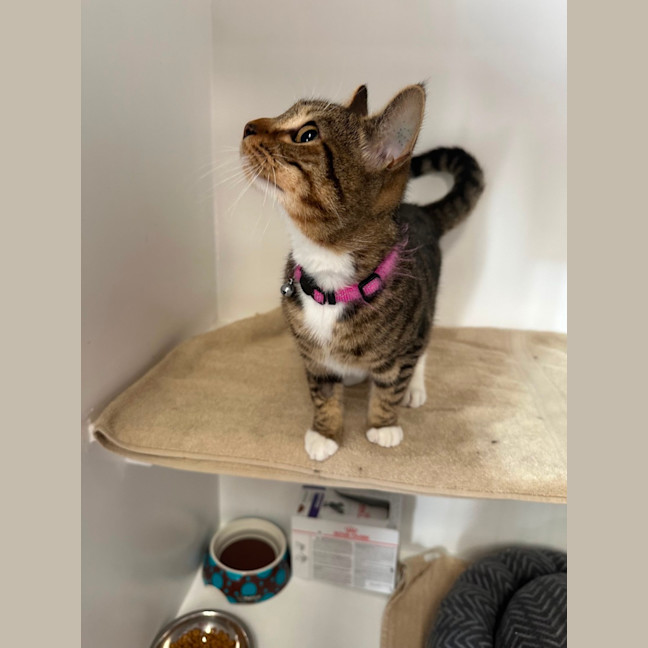 Photo of Vader & Weasley 