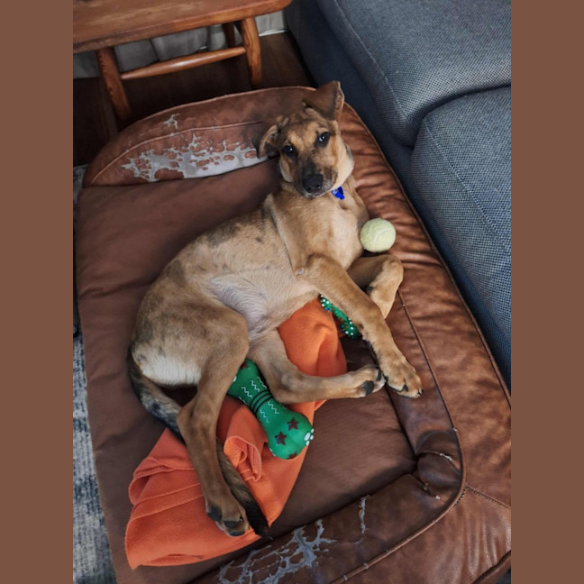 Photo of Gabby   5 Month Old German Shepherd X