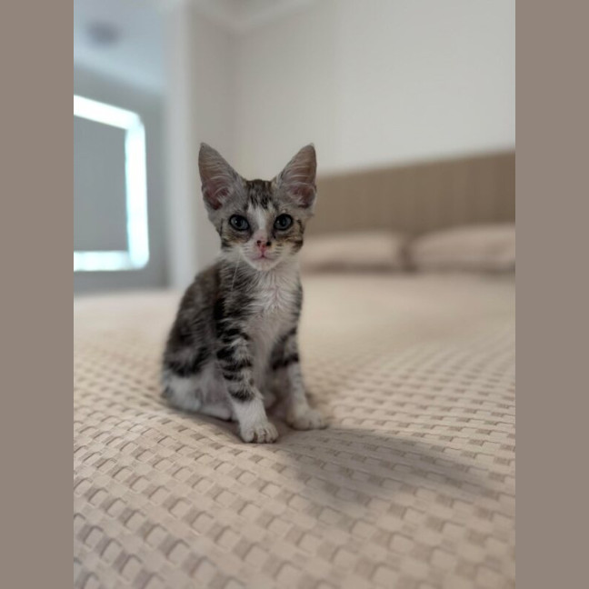 Photo of Atlas
