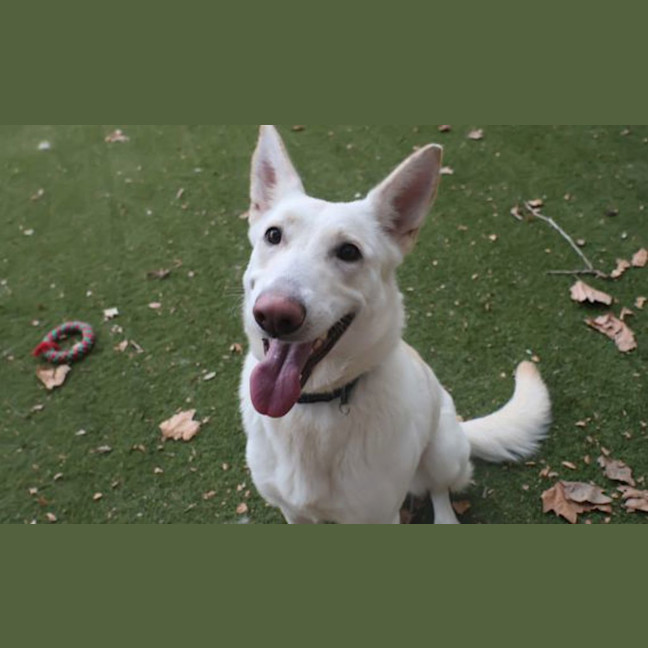 Photo of Angel