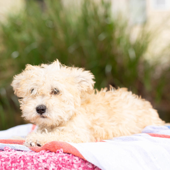 Photo of Alfie