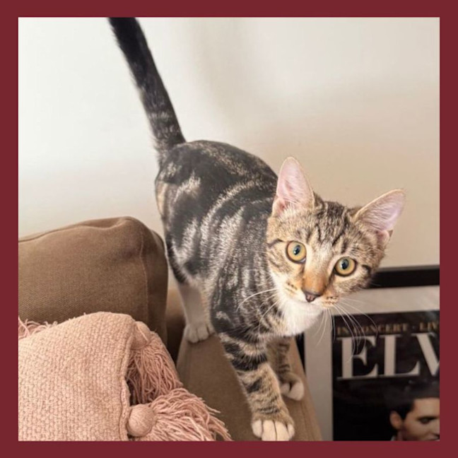 Photo of Plum
