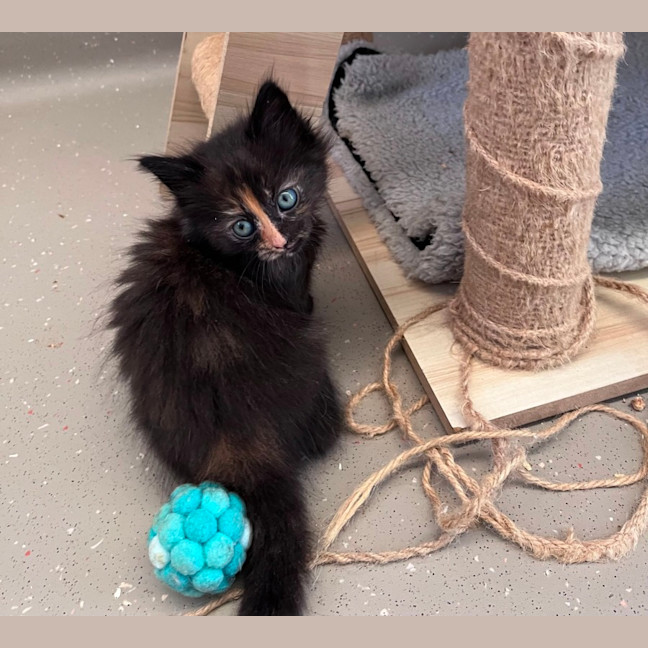 Photo of C1472 Greta