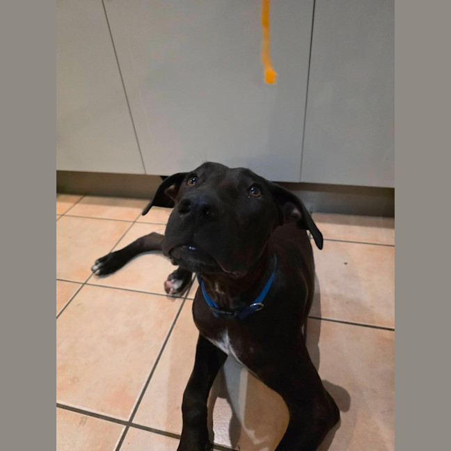 Photo of Dobby
