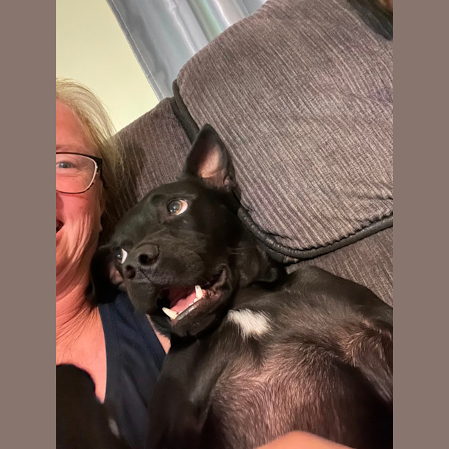 Photo of Remy   2 Year Old Staffy X Kelpie