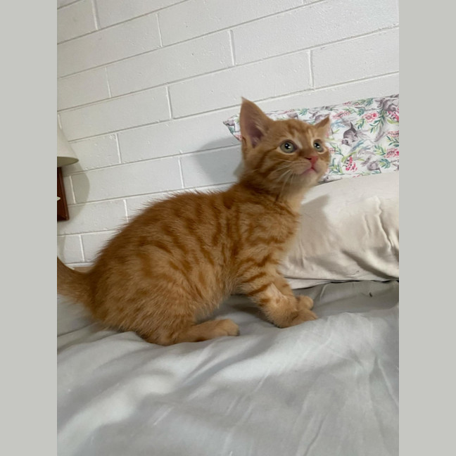 Photo of Hercules   Located In Ashwood