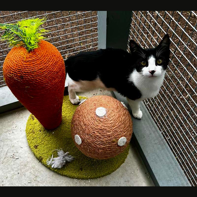 Photo of Oscar