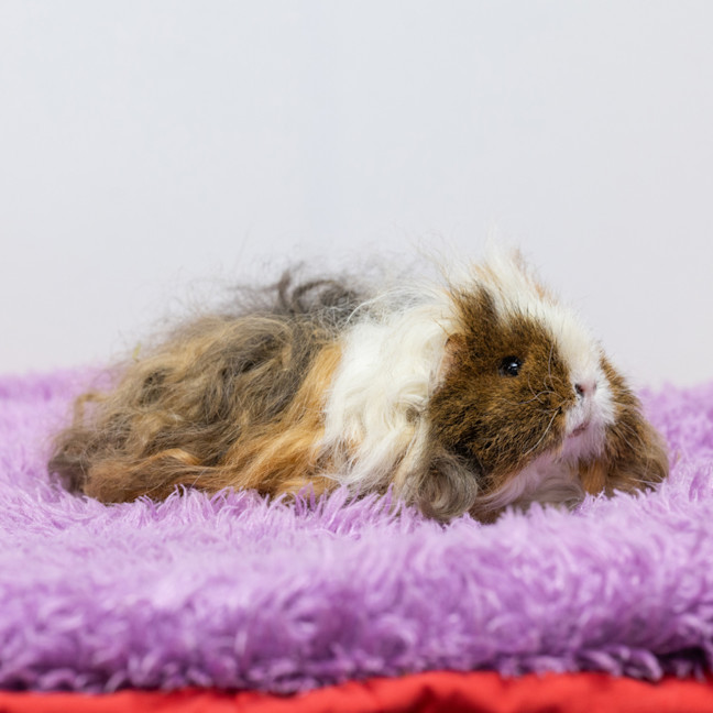 Photo of Shirley