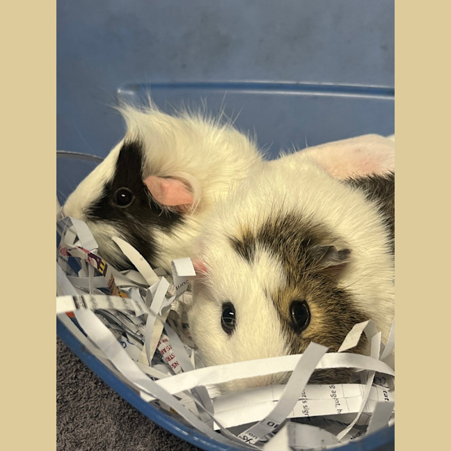 Photo of Zappo & Kopiko