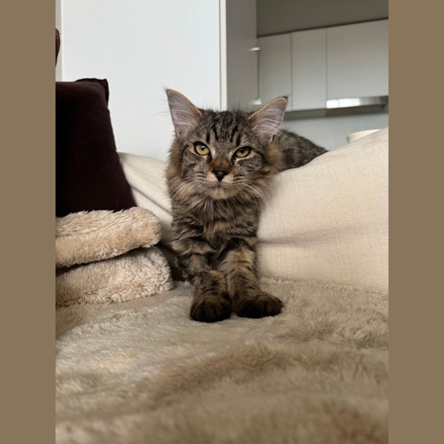 Photo of Memo 