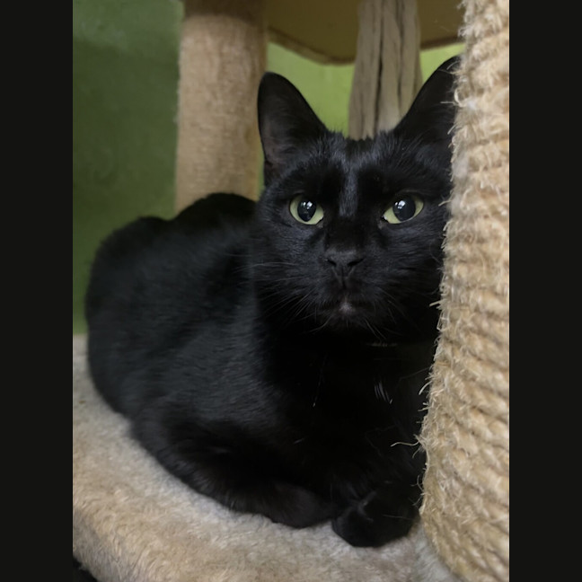 Photo of Luna