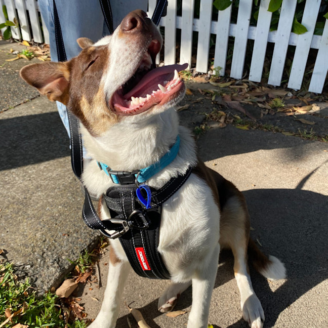 Photo of Banxy   8 Month Old Cattle Dog X (Trial)