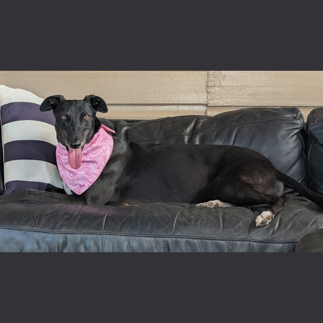 Photo of Lucy   4 Year Old Greyhound