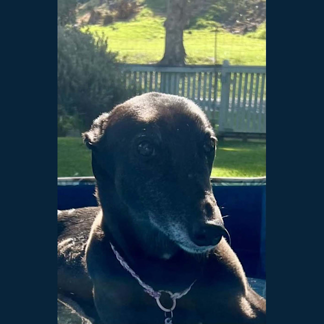 Photo of Sakura, The Greyound