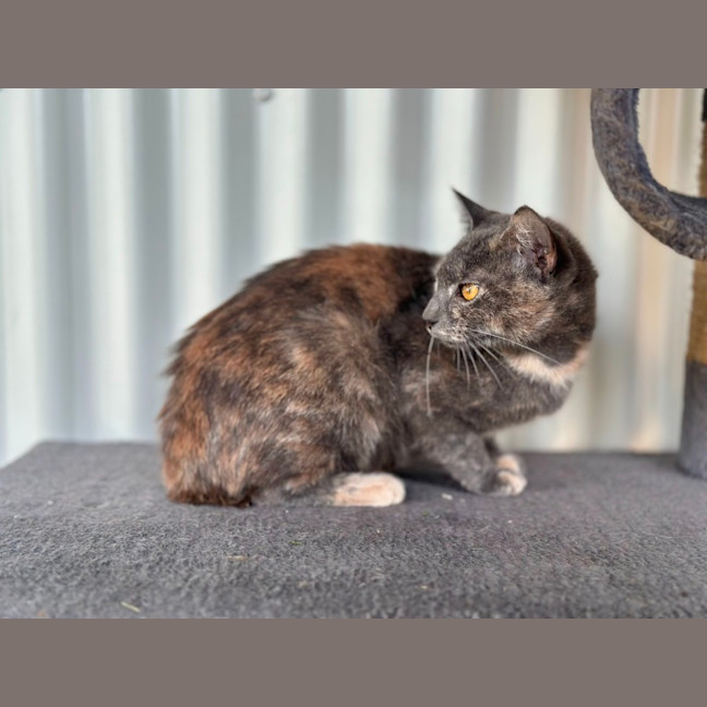 Photo of Coco
