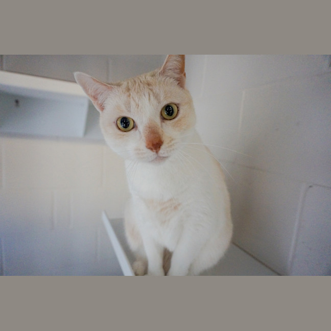 Photo of Toffee