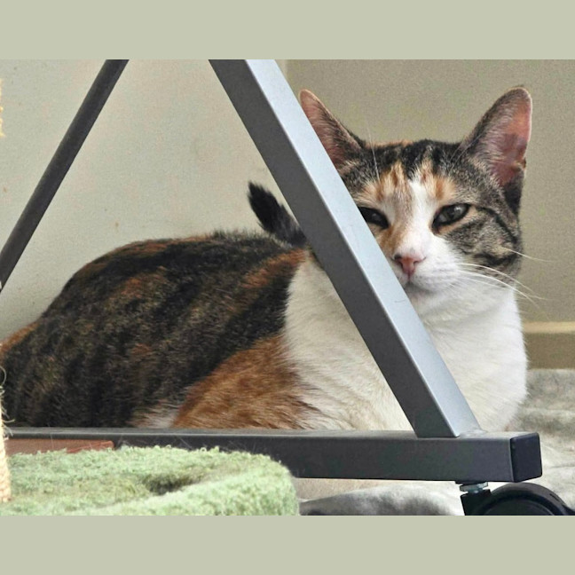 Photo of Missy