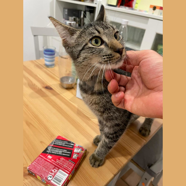 Photo of Buddy (Stripes) 