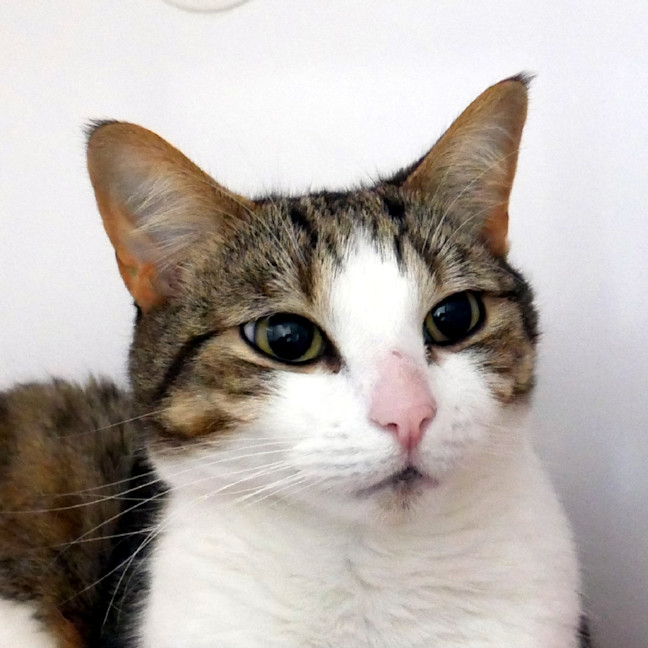 Photo of Beavis Sua014782