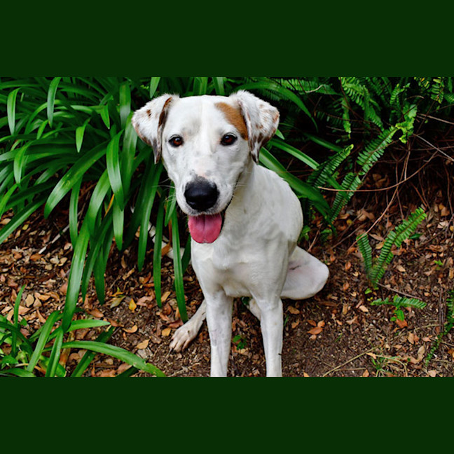 Photo of Marshmallow