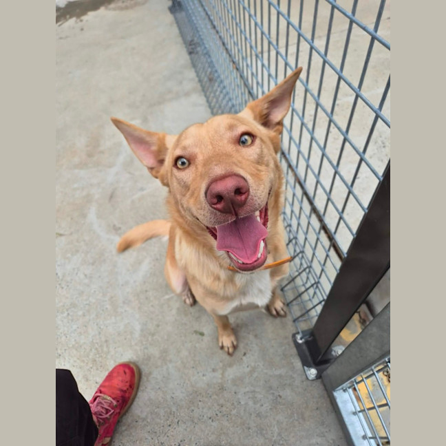 Photo of Trooper! 🦺