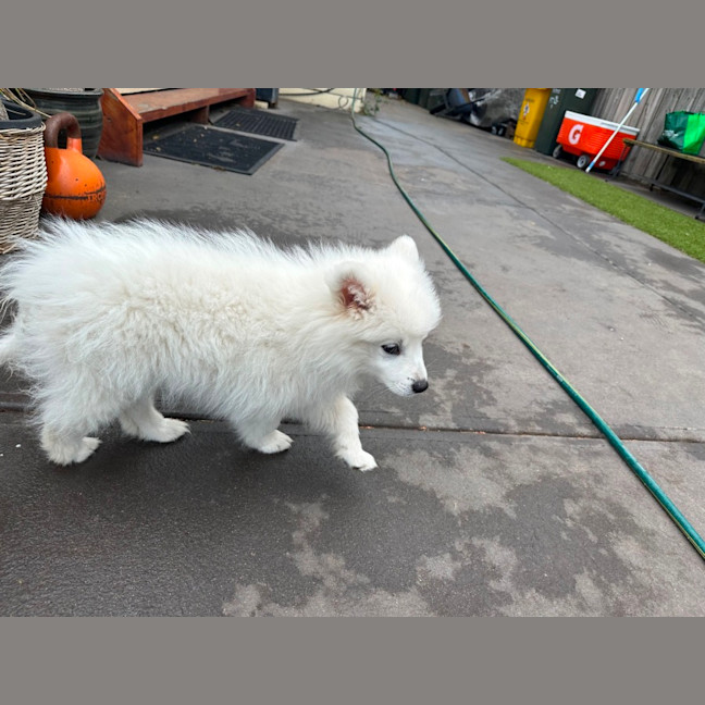 Photo of Cotton & Cloud