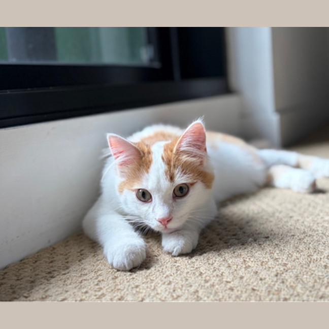 Photo of Butter