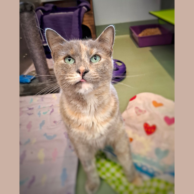 Photo of Mira