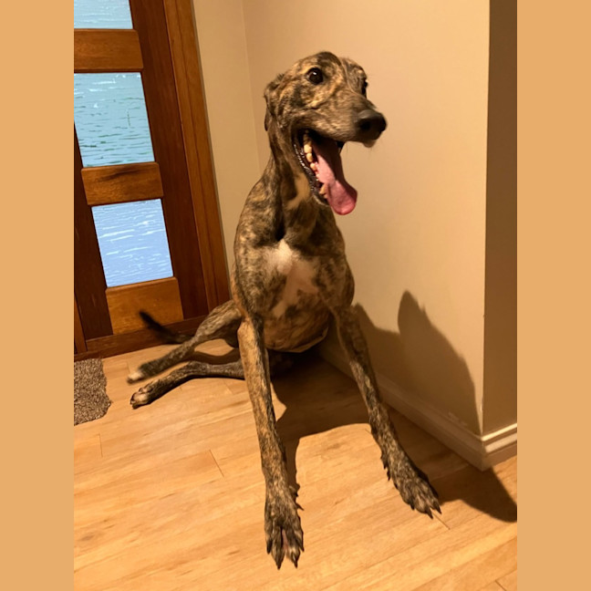 Photo of Doug, The Brindle Greyhound