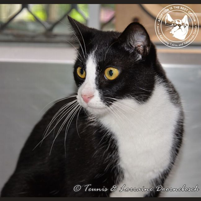 Photo of Leo And Lacy   Bonded Pair