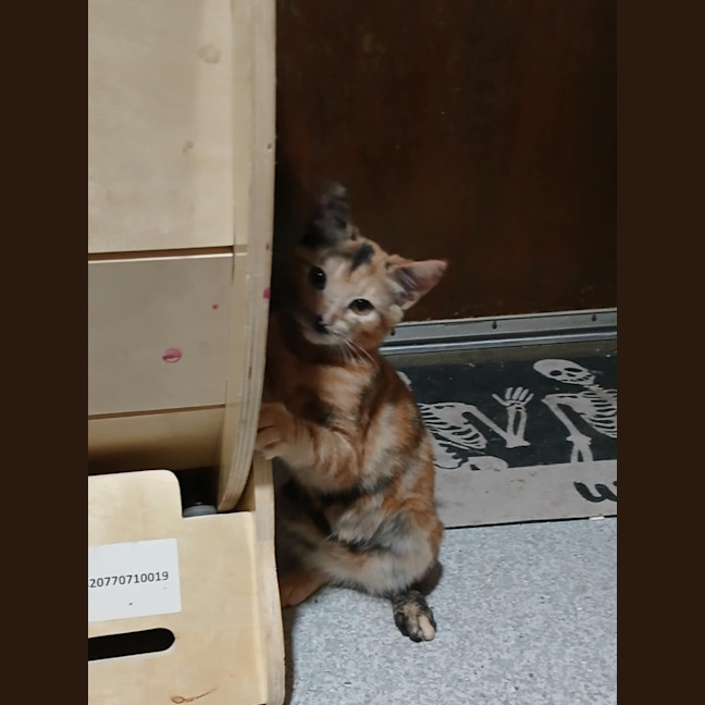 Photo of Sable * 9 Lives Project Rescue*