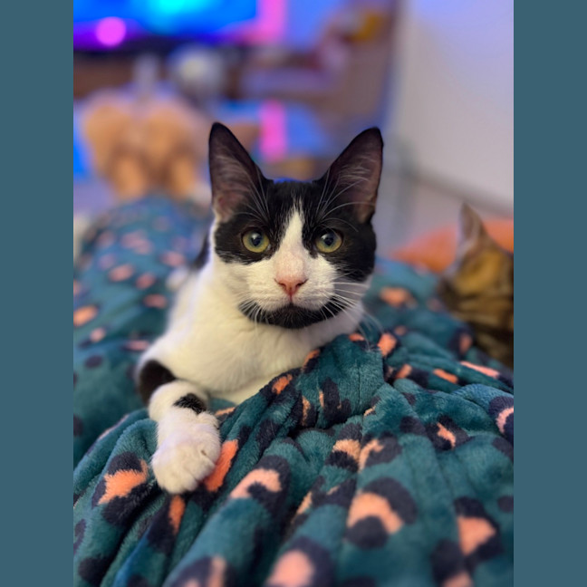 Photo of Pickle