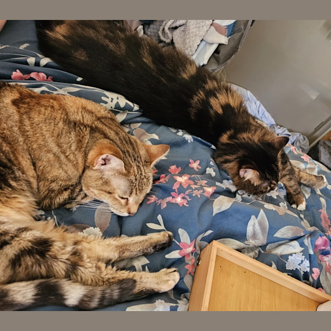 Photo of Nugget & Bellatrix 