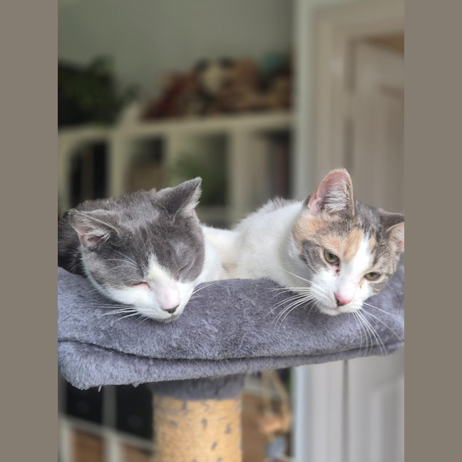 Photo of Cassidy / Cooper