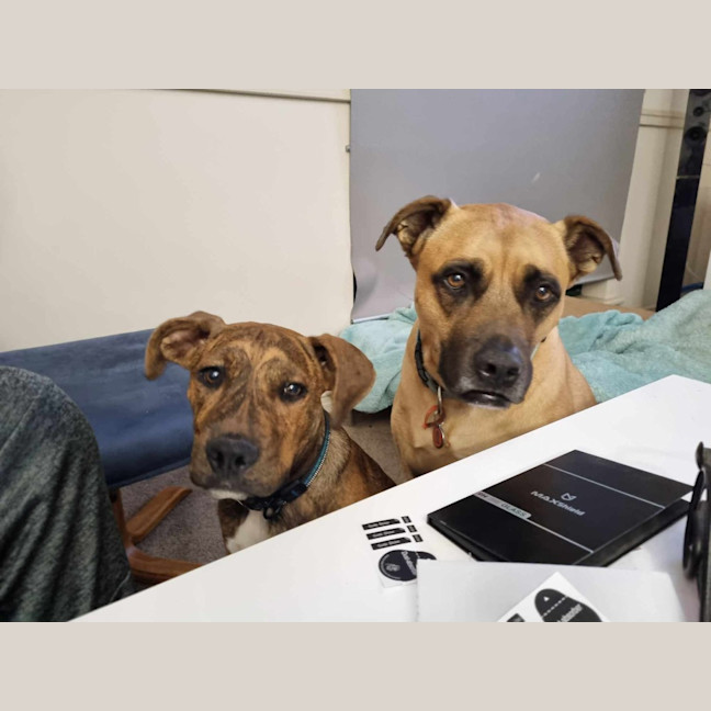 Photo of Chestnut (Chester)