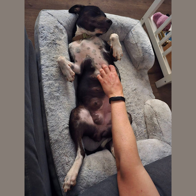 Photo of Juno (Honey)