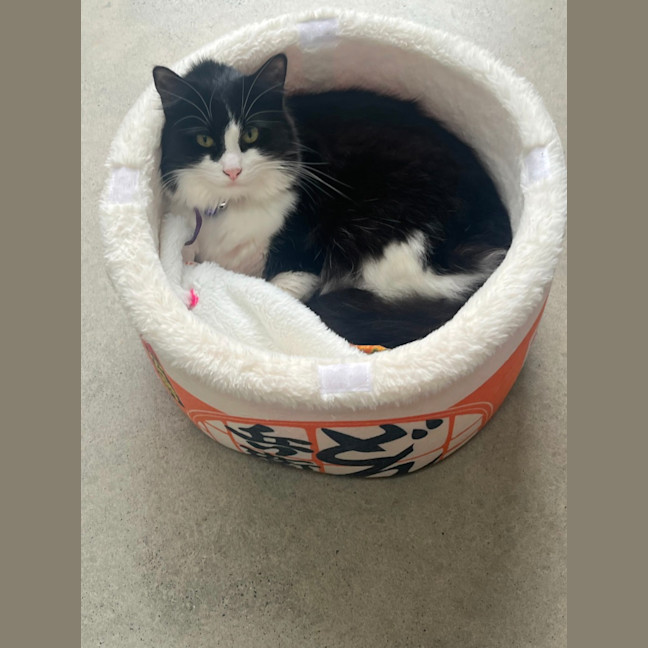 Photo of Silver 