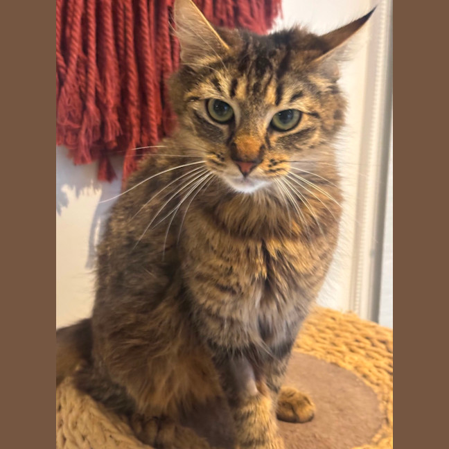 Photo of Tashie Meet Me@Petstock Hastings Store