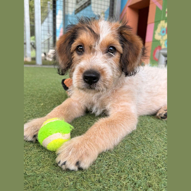 Photo of D1236 Sunny