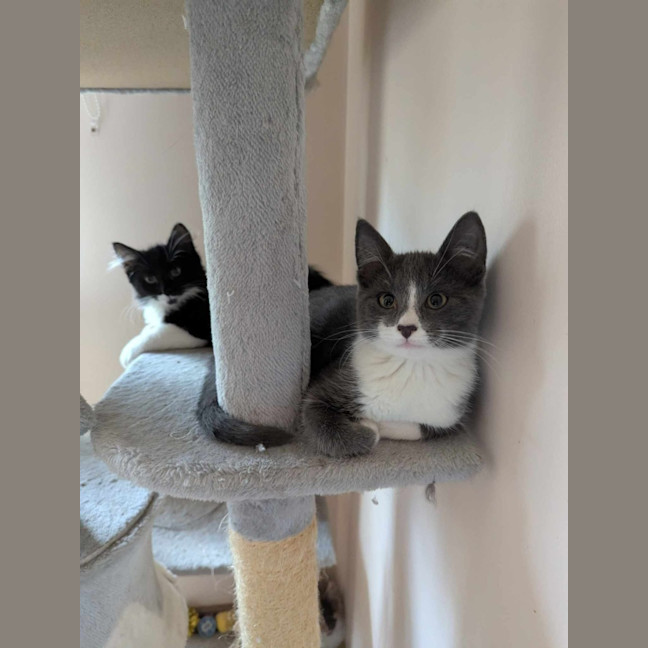 Photo of Bamm Bamm Flintstone