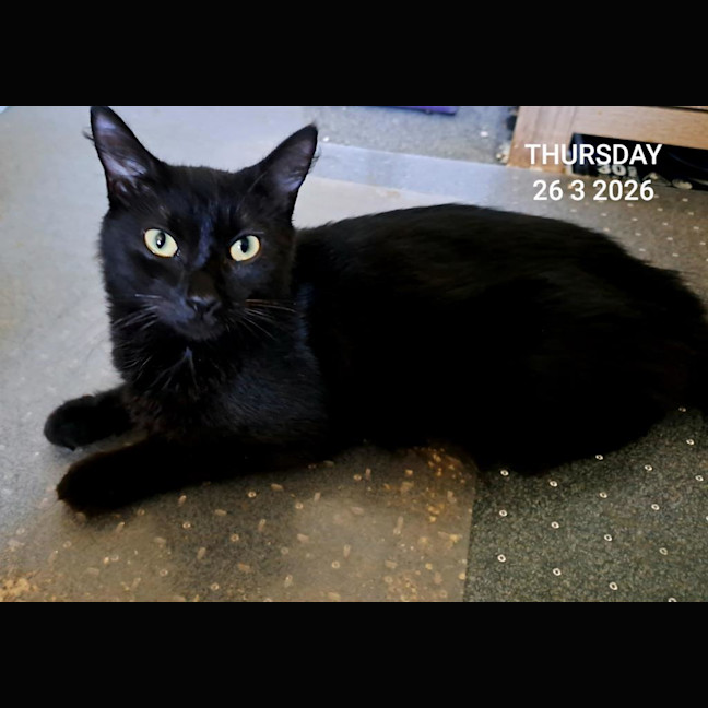 Photo of Nyx