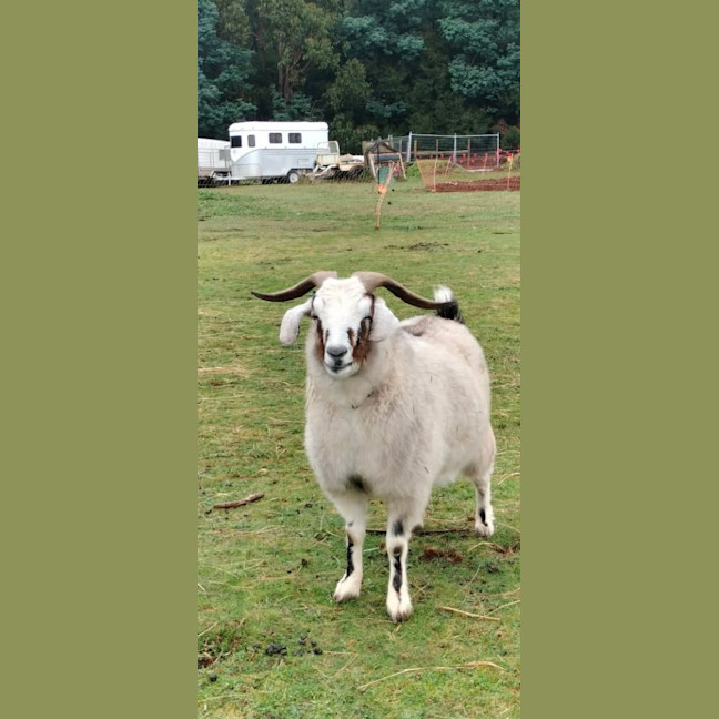 Photo of Bert