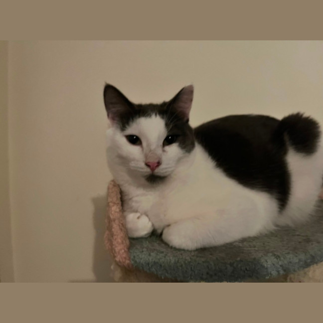 Photo of Admiral Turbo Meowington Iii *9 Lives Project*