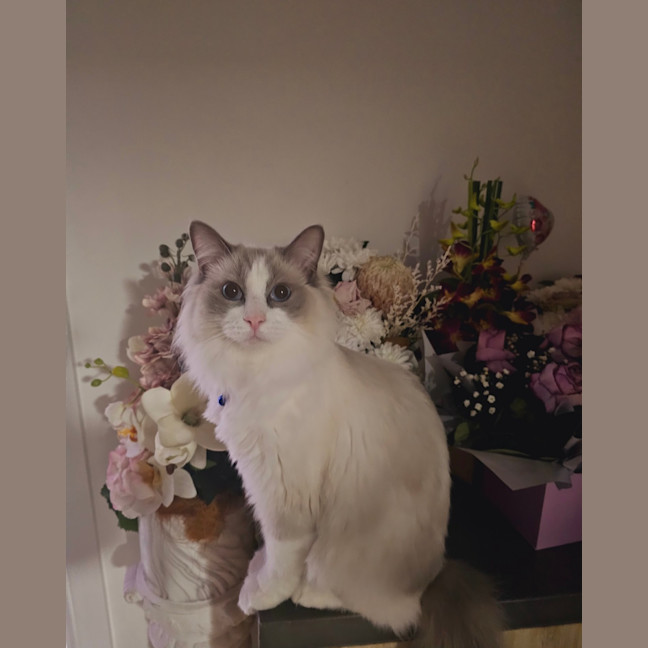 Photo of Bibble