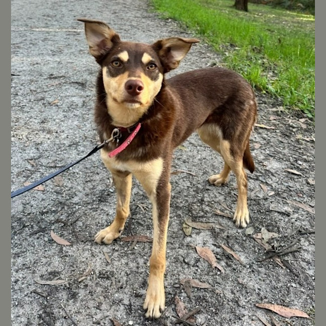 Photo of Maple