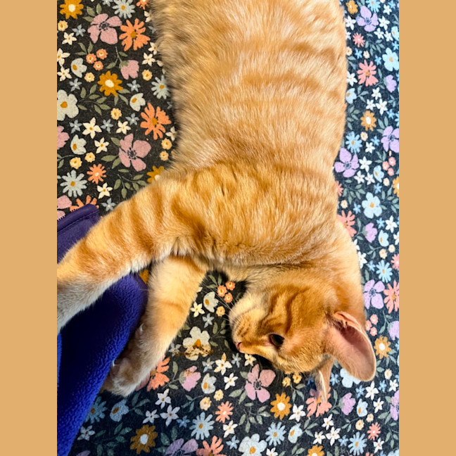 Photo of Oliver