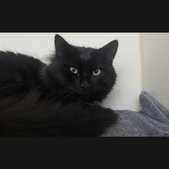Photo of Fenrir