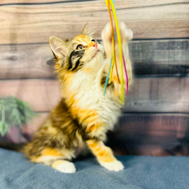 Photo of Ariel   Located In Wallan