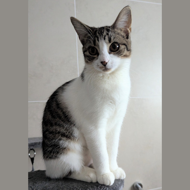 Photo of Juno